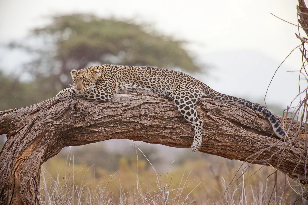 Quelle couleur ne pas porter en safari ?