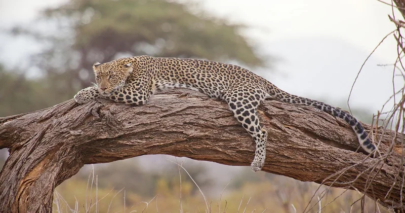 Le budget réel d'un safari : ce que personne ne vous dit
