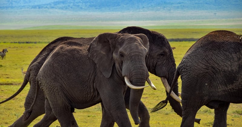 Safari en Afrique : conseils pour une expérience inoubliable