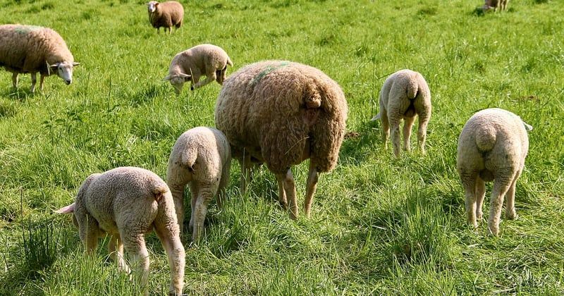 Comment choisir un hébergement adapté aux familles nombreuses en voyage