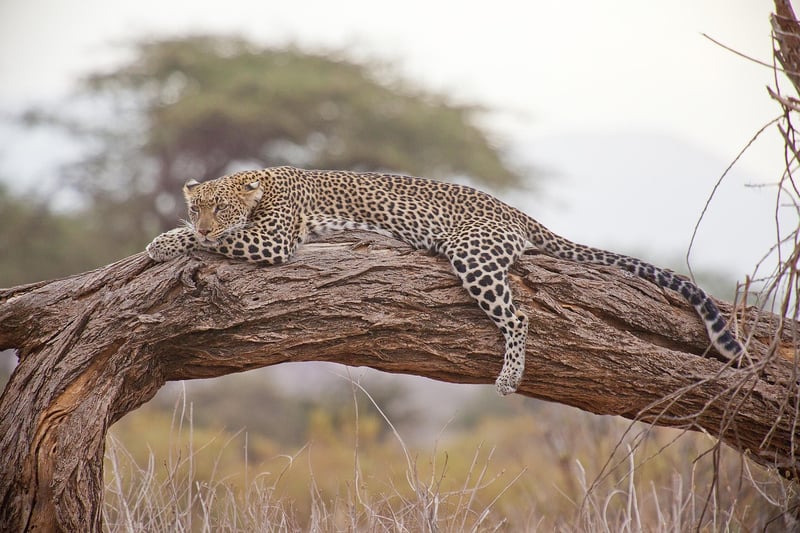 Comment éviter les pièges lors d'un safari en Afrique : le guide